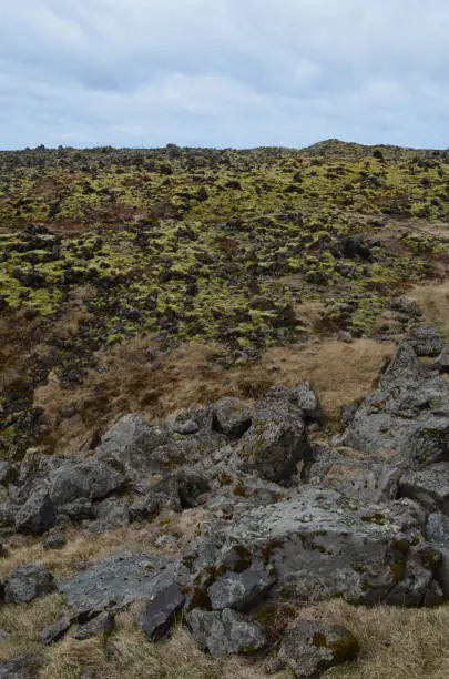 Lava field in Iceland with black volcanic rocks and green moss