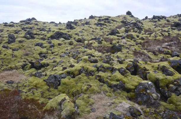 Ice capped landscape in Iceland with volcanic rocks and green moss