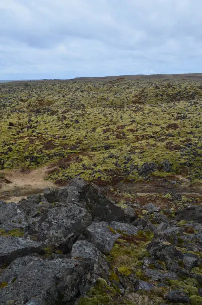 Lava field in Iceland with volcanic rocks and moss