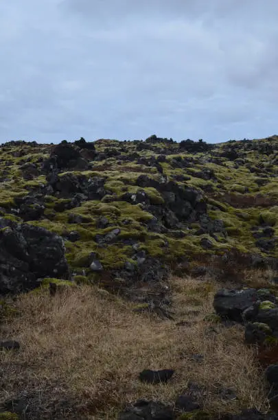 Volcanic rock with lush green moss in iceland