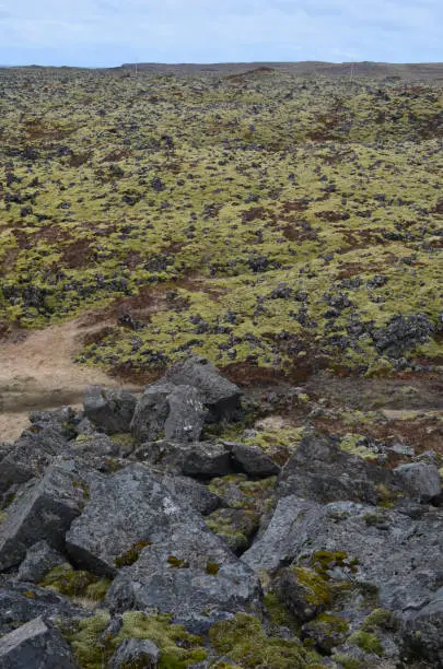Captivating view of a lava field with moss and volcanic rocks, in Iceland