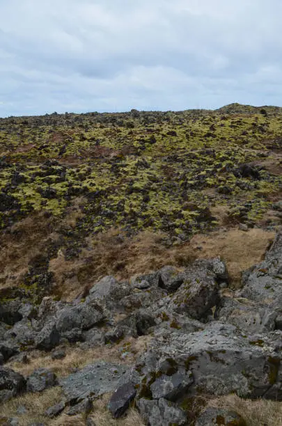 icelandic landscape of a lava field with moss and volcanic rocks