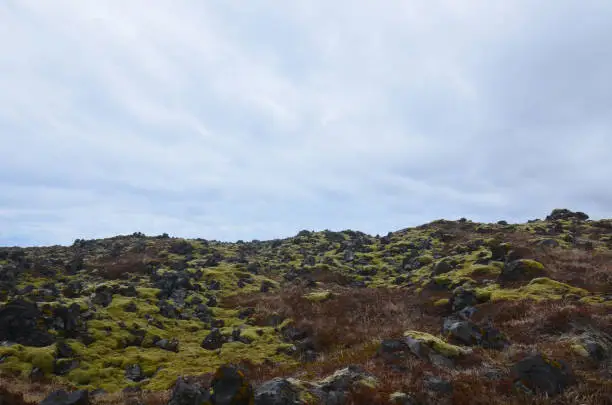 A landscape in Icelnad with green moss and black volcanic rock in a lava field