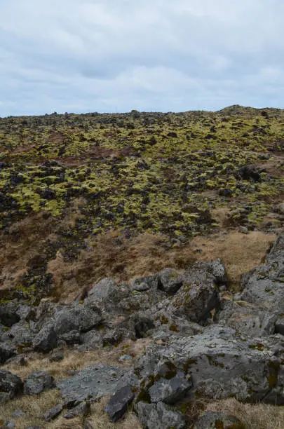 Beautiful volcanic black rocks with lush green moss on them