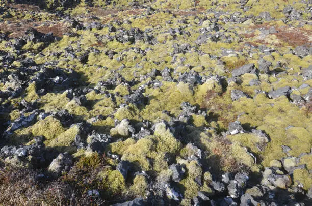 Icelandic landscape of the Snaefellsnes Peninsula with rocks and moss