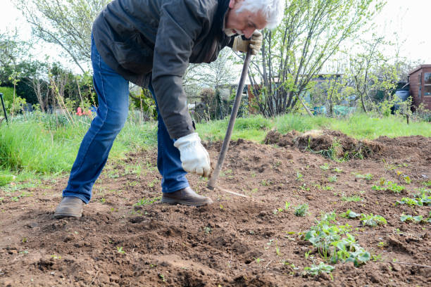 istock Senior man working at the allotment 1142028599