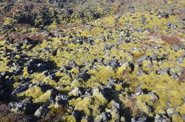 The Snaefellsnes Peninsula lava field with luch moss on the volcanic rocks