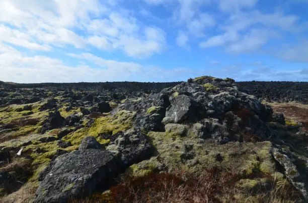 A lava field in Iceland with black volcanic rocks and green moss