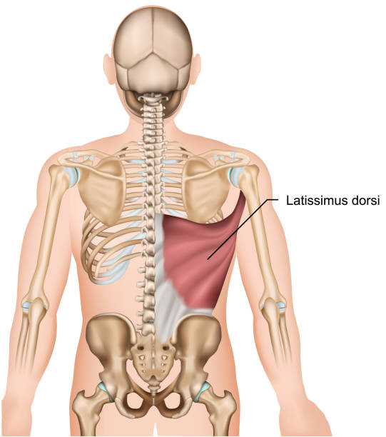 ilustraciones, imágenes clip art, dibujos animados e iconos de stock de latissimus ancho músculos de la espalda 3d ilustración vectorial médica - muscular build human muscle men anatomy