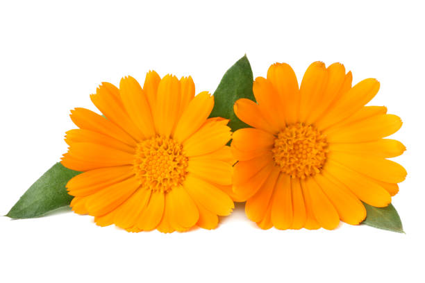 istock marigold flowers with green leaf isolated on white background. calendula flower. 1142029328