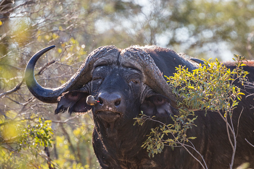 Cape Buffalo (Syncerus caffer) close-up. Ngorongoro Crater, Tanzania, Africa