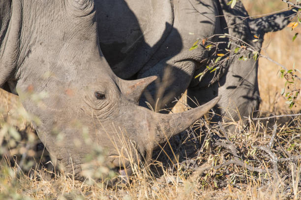 istock Rhino eating dry grass 1142029836