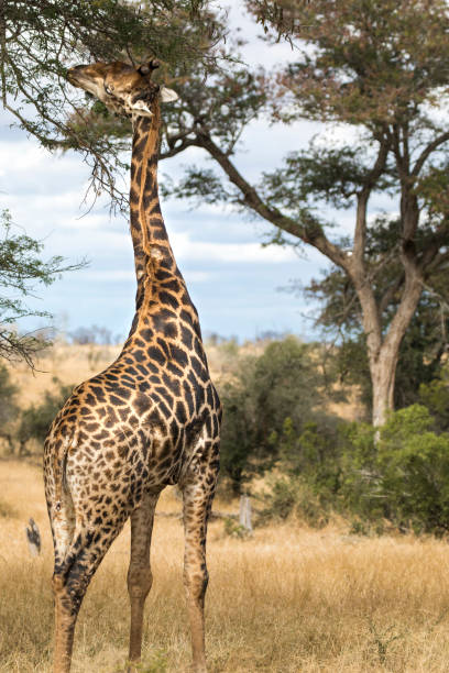 istock A giraffe eats the leaves of a tree 1142030705