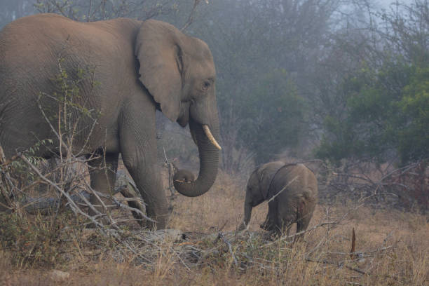 istock An elephant mother with her young 1142031128