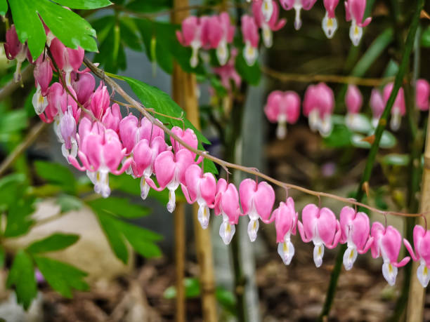 istock Bleeding Hearts Flower 1142031919