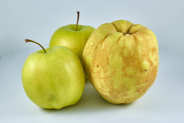 istock Two green apples and a quince on white background 1142031967