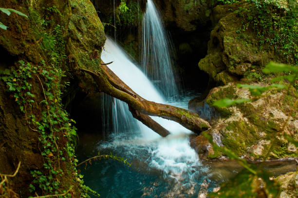 la vaioaga waterfall - tree stream forest woods imagens e fotografias de stock