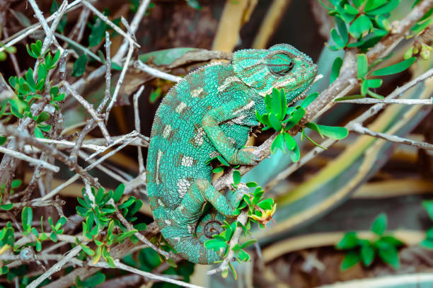 istock Wild Mediterranean or Common Chameleon in bush 1142032315