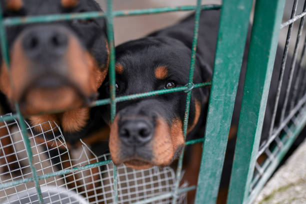 istock Two small puppies in prison. Animal abuse 1142032332