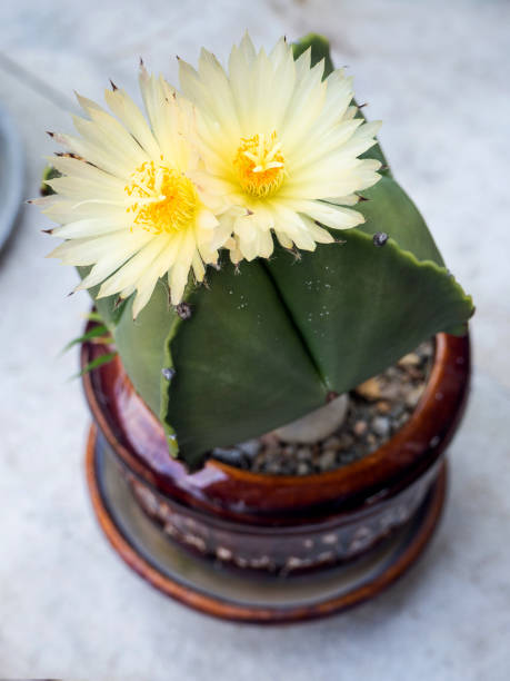 istock Green cactus with white flowers 1142032469
