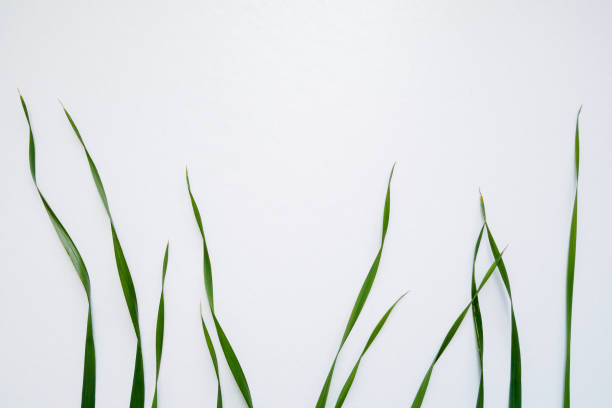 istock green oat grass leaves on white background, copy space 1142032584