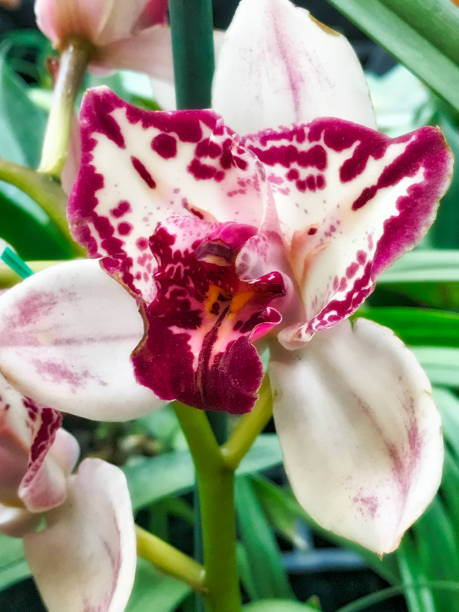 istock Colorful orchid flower. Floral background 1142032790