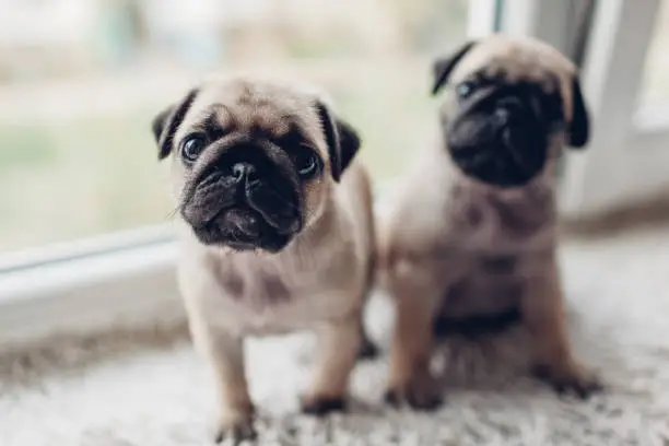Pug dog puppies sitting on window sill. Little puppies siblings looking at camera. Breeding dogs