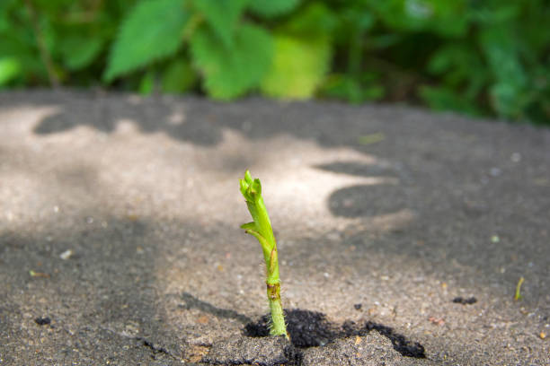 istock The plant breaks through the asphalt. 1142033786