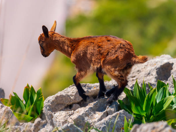 jeune chèvre sur la roche - mountain rock sun european alps photos et images de collection