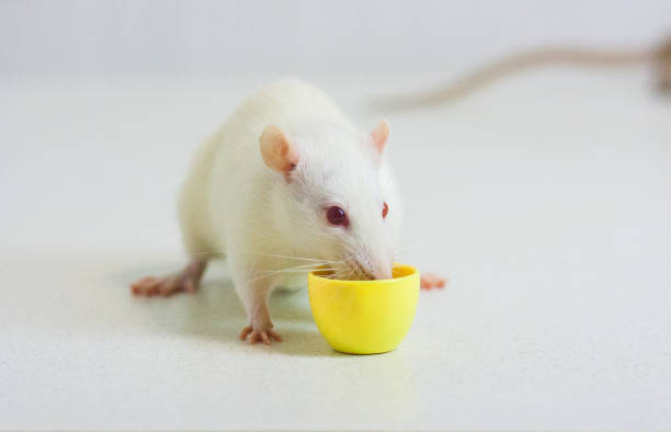 istock the vigor concept. mouse white. a rat drinks coffee in the 1142037345