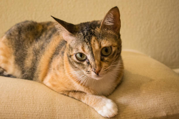 istock Cat looking cute for the camera. A cute little cat close up.  Cat is looking at camera. 1142037403