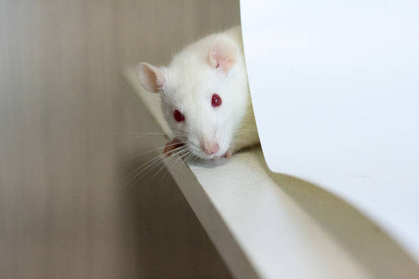 istock hide and seek concept. mouse white. rat hiding behind 1142037406