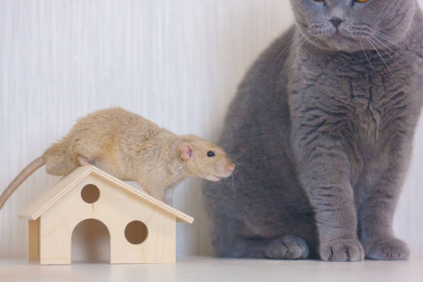istock home security concept. mouse beige. rat protects the 1142037457