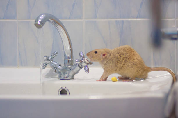 istock hygiene concept. the beige mouse turns the valve on the 1142037747