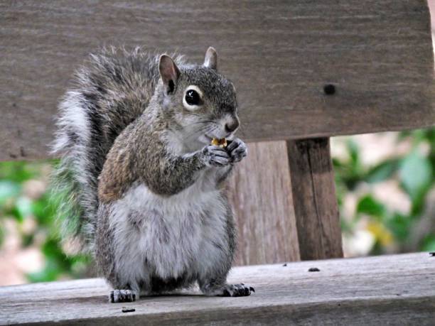 istock Gray Squirrel  (Sciurus carolinensis) eating on a park bench in Florida 1142037764