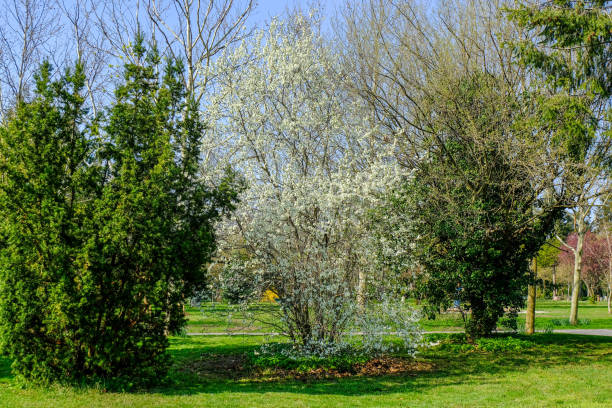 istock blooming trees in spring in the park 1142041315