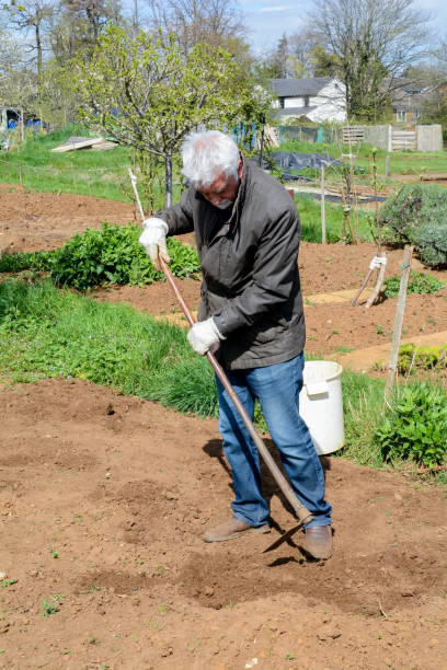 istock Senior man working at the allotment 1142041390