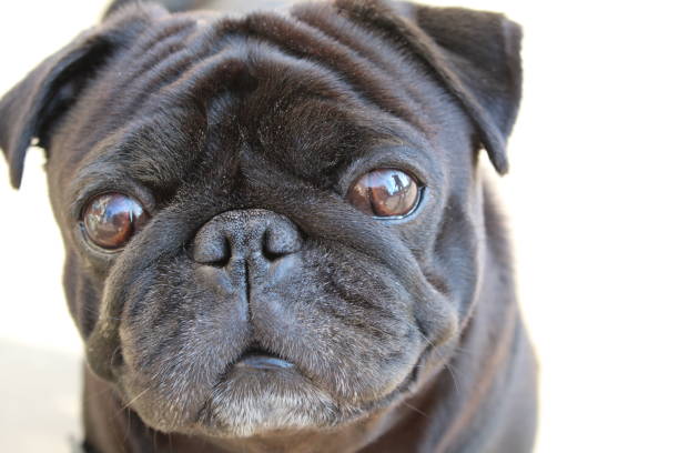 istock pug in front of white background 1142042818