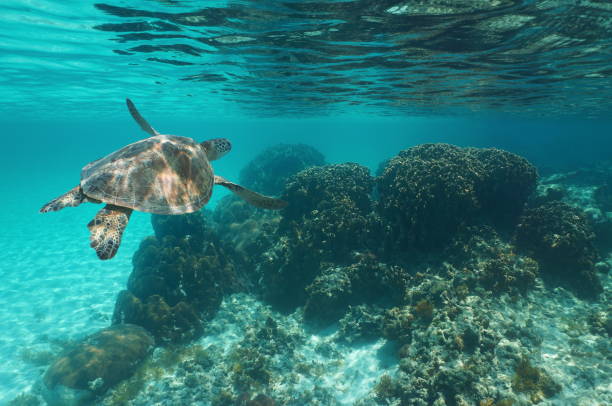 녹색 바다 거북 킬레이트로 니 아 미 다스 카리브 해 - sea turtle coral turtle green sea turtle 뉴스 사진 이미지