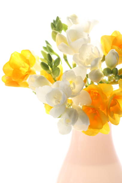 Bouquet of white and yellow freesia in a pink vase on white. stock photo