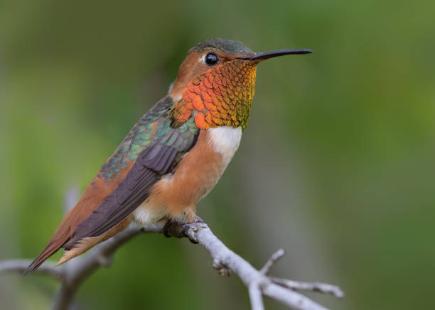 istock Male Allen's hummingbird sideview. 1142046478