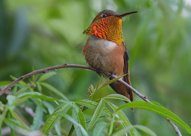 istock Male Allen's hummingbird frontal view. 1142046495