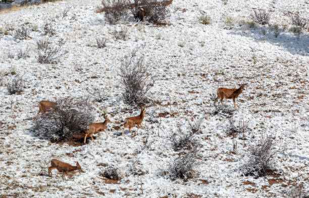 istock Winter Herd of Deer 1142051736