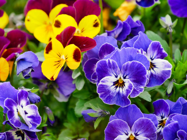 istock Garden Pansy in Remich, Luxembourg 1142053575