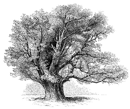 One of the Ancient Oak Trees at the Home Park in Windsor, England from the Works of William Shakespeare. Vintage etching circa mid 19th century.