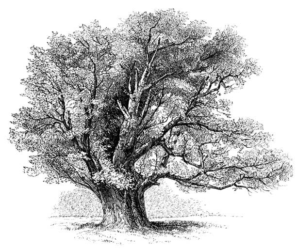 Ancient Oak Tree at Home Park in Windsor, England - 19th Century One of the Ancient Oak Trees at the Home Park in Windsor, England from the Works of William Shakespeare. Vintage etching circa mid 19th century. old tree stock illustrations