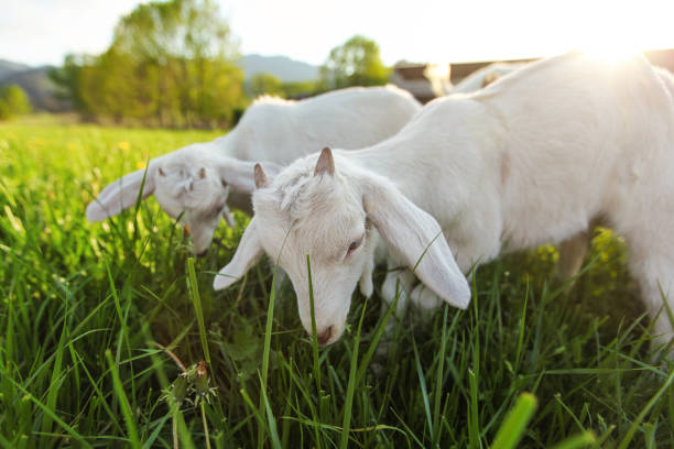 istock White goat kids grazing on spring meadow, wide low angle photo with strong sun backlight 1142058650