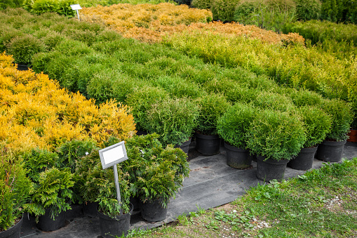 Thuja and cypresses plants in pots for sale on tree farm.
