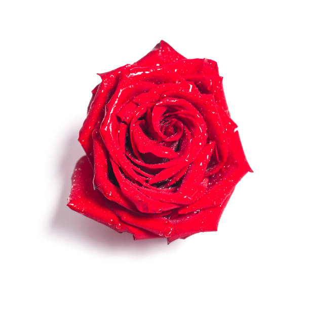 istock Red rose flower on white background 1142065158