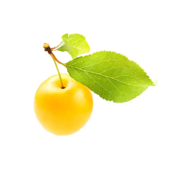 Single yellow mirabele plum (Prunus domestica syriaca) with green leaf isolated on white background
